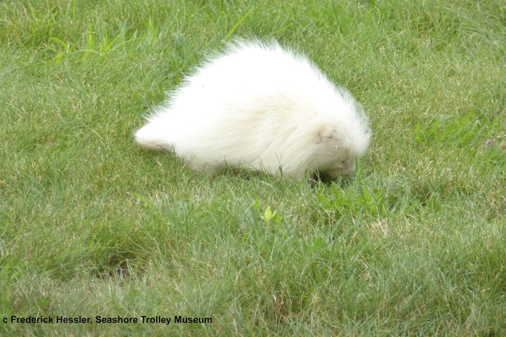 CORRECTION Albino Porcupine